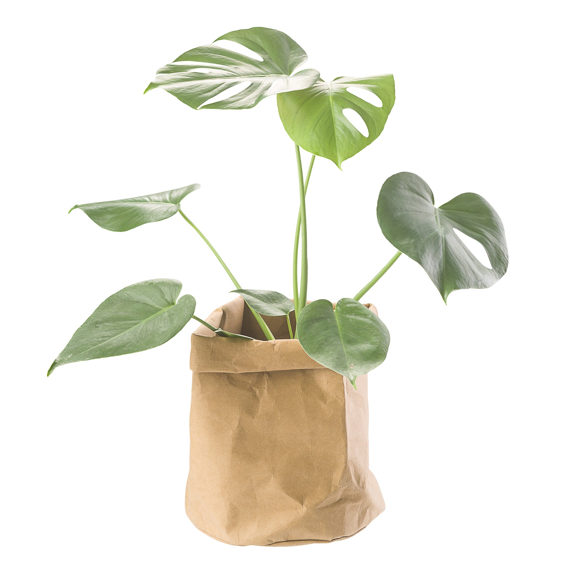 CRÉTON MAISON Plantepose